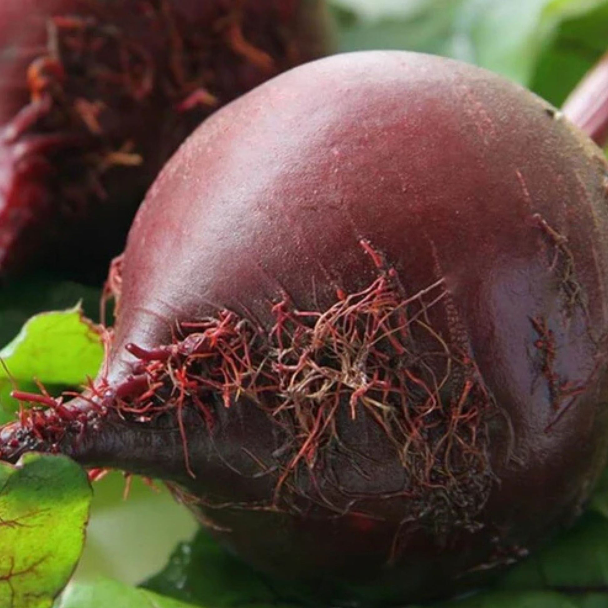 A close up picture of the red ace beet grown from west coast seeds with greenery blurred in the background 
