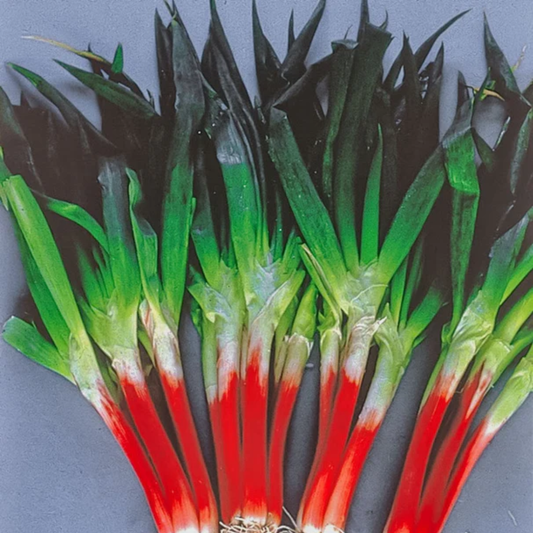 many stocks of red beard green onion with red stems and green tops with a grey background