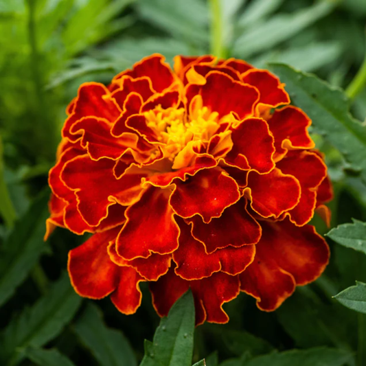 a brightly coloured red cherry marigold flower