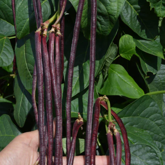 a hand holding many long red noodle beans surrounded by greenery