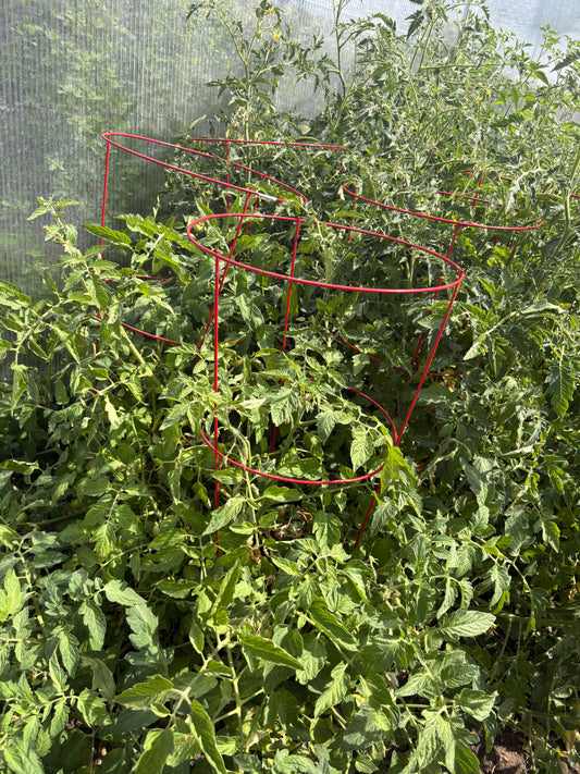 Green plant with a red wire frame against a blurred background