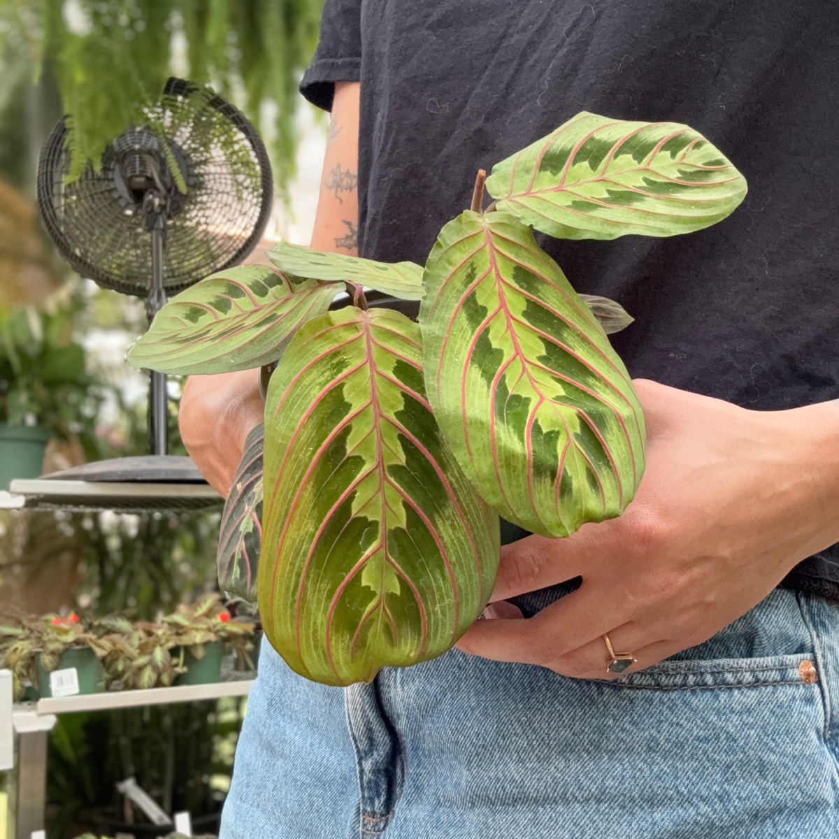 A person holding a potted Calathea prayer plant plant with green leaves featuring prominent reddish-pink veins, set against a greenhouse setting
