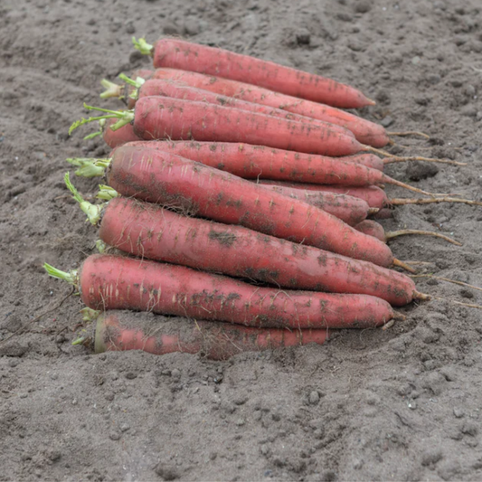 a stack of red redsun carrots resting on dirt