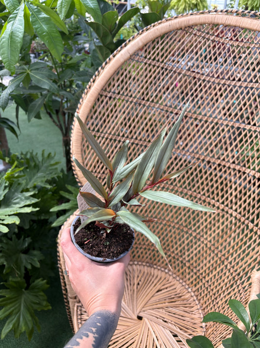 Hand holding a potted plant in front of a wicker chair with greenery in the background