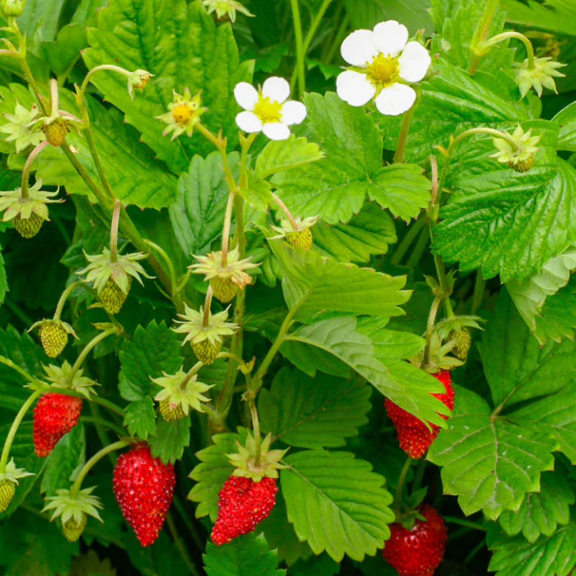 a regina strawberry plant with bright red strawberries and white flowers