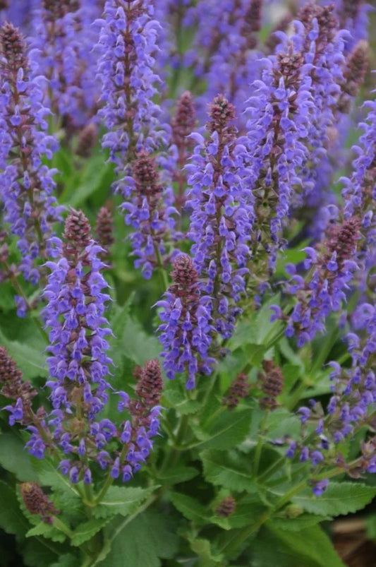 Sallyrosa™ April Night Meadow Sage