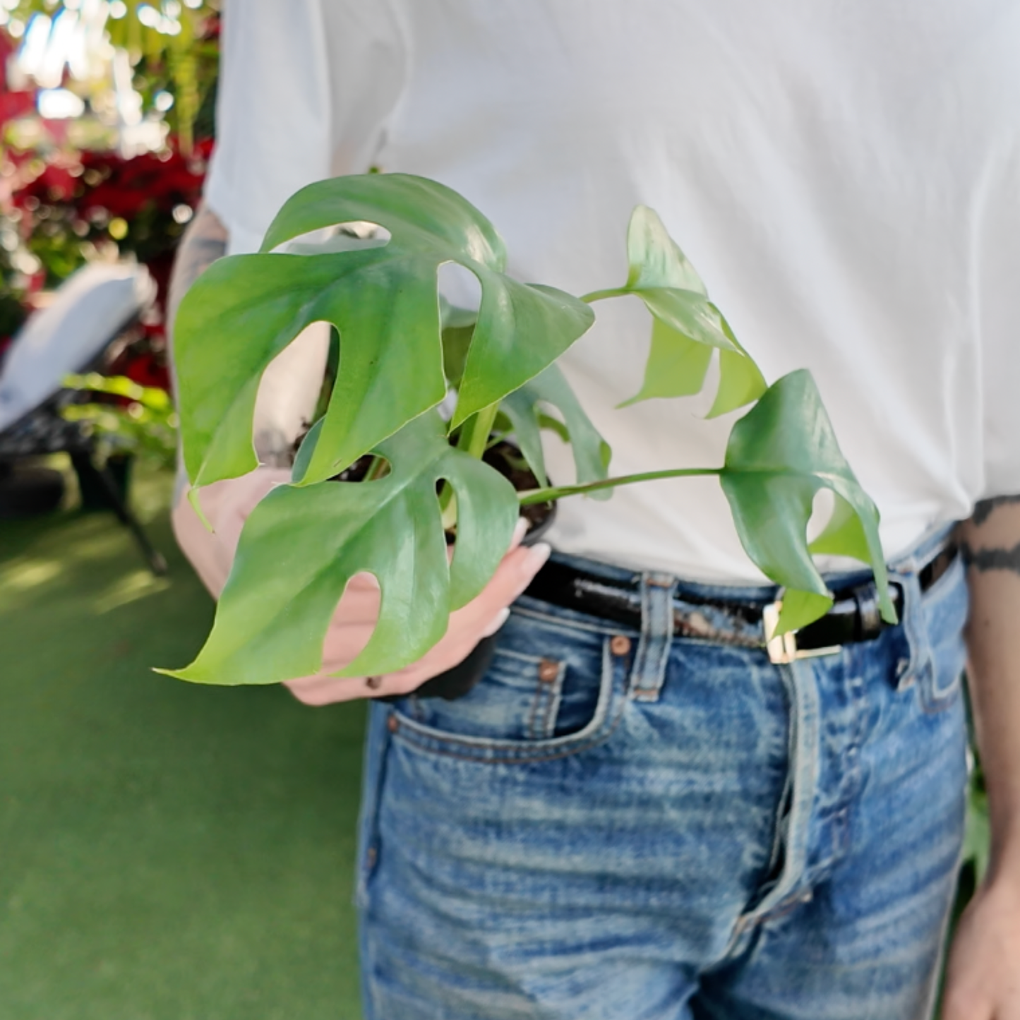 a person holding a potted rhaphidophora tetrasperma plant in a greenhouse setting