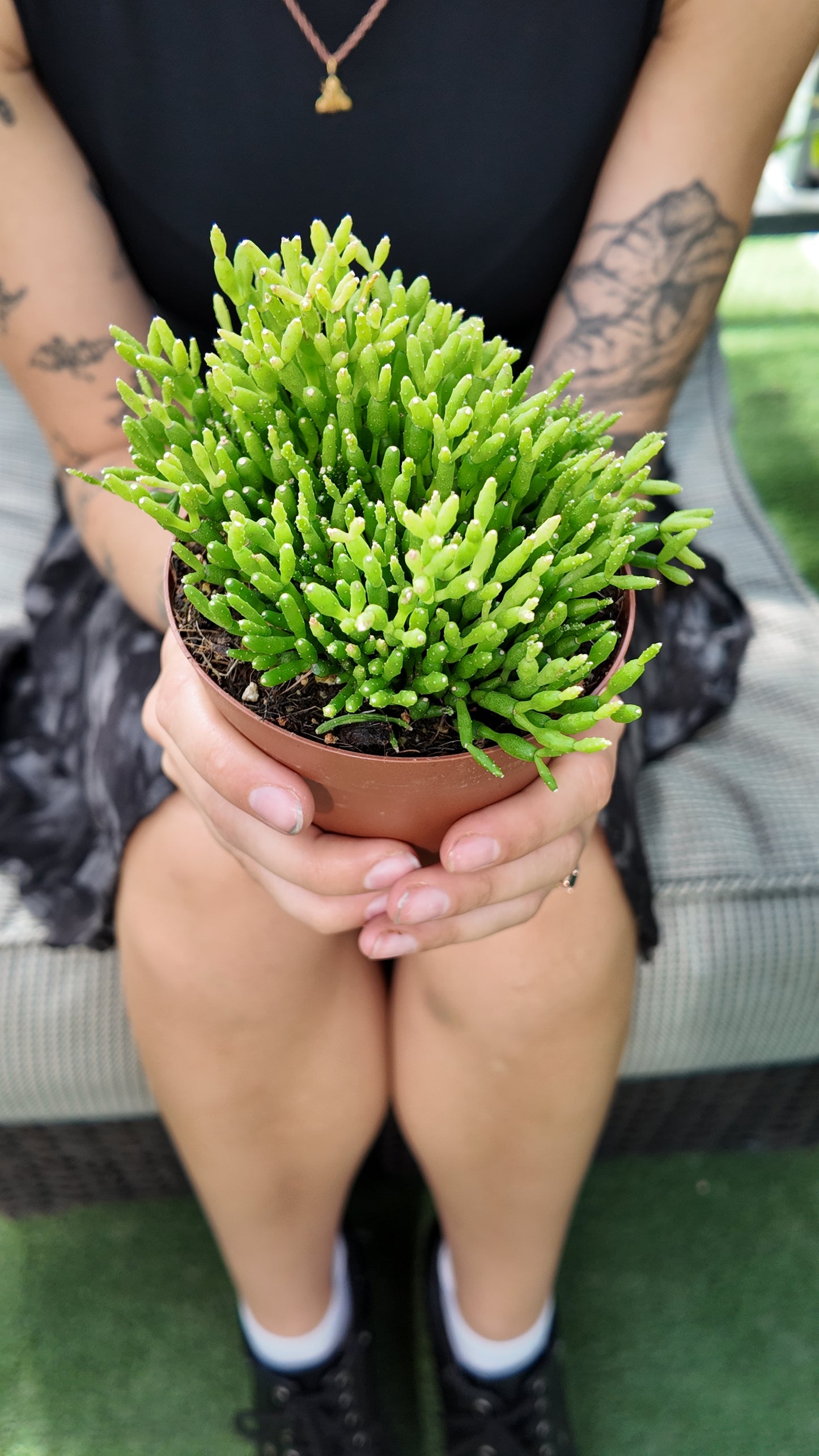 Person holding a potted rice cactus plant with tattooed arms on a blurred background