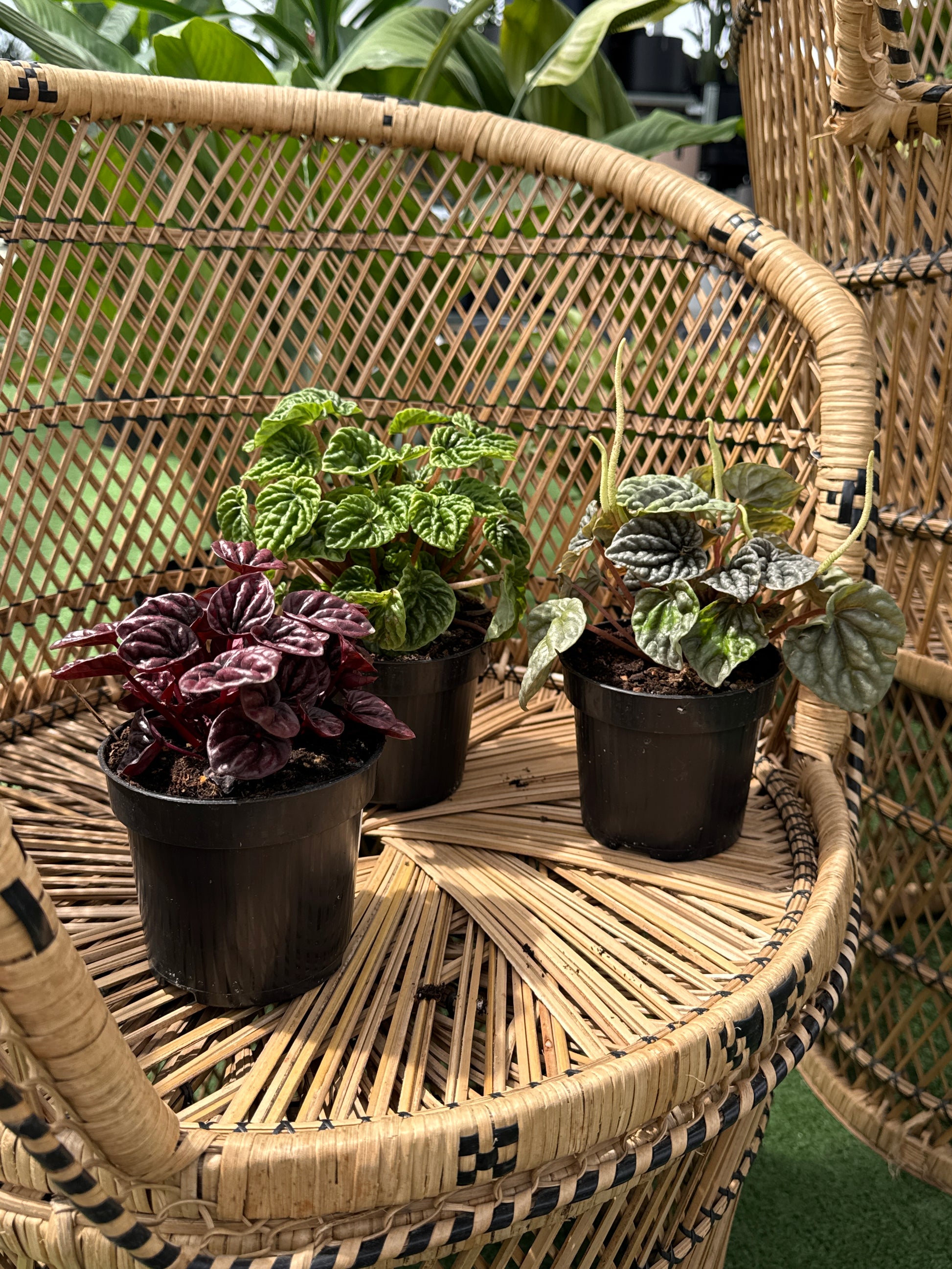 Wicker chair with potted plants on a blurred green background