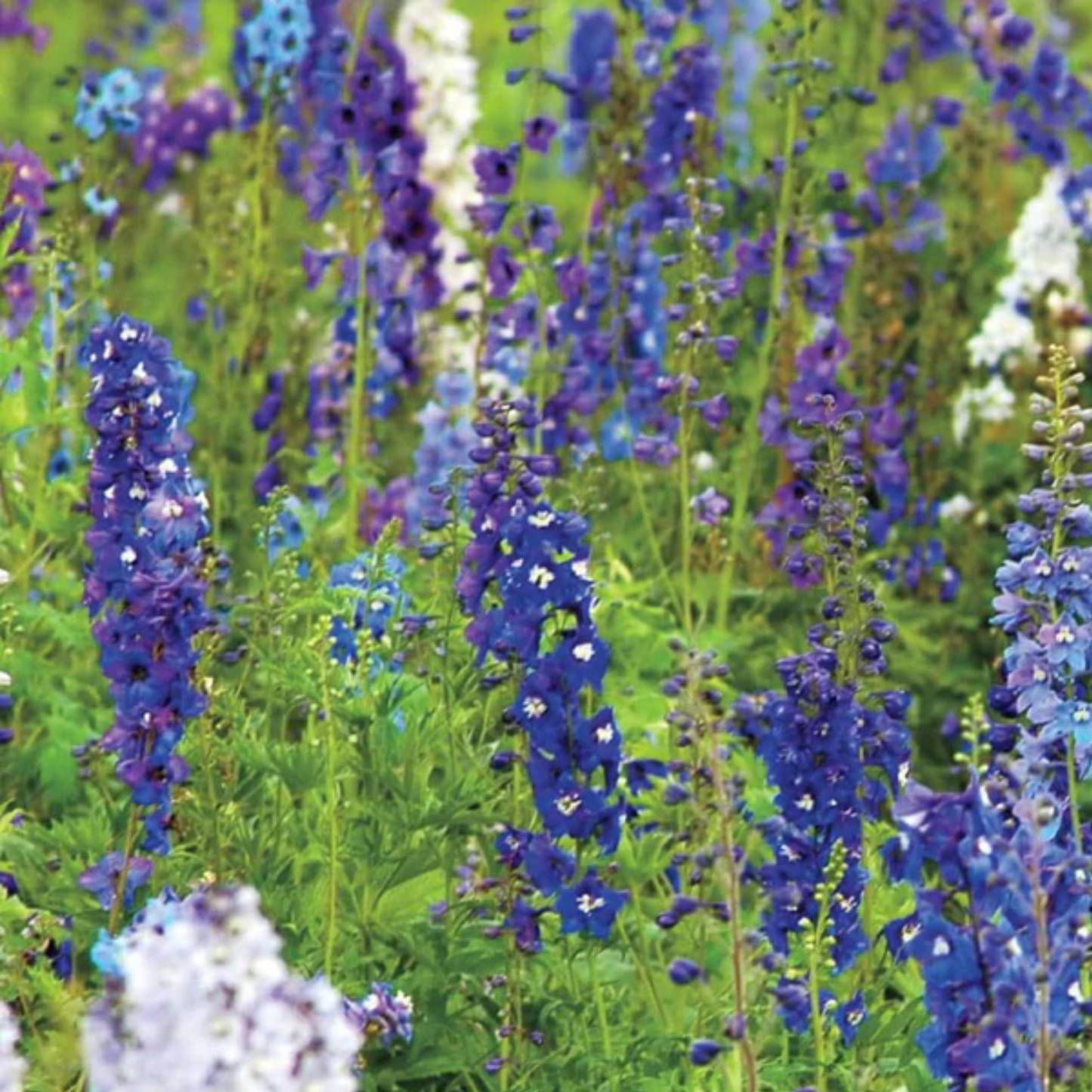 Field of blue and white rocket Larkspur flowers with green grass