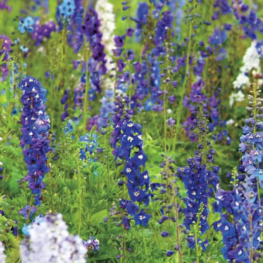 Field of blue and white rocket Larkspur flowers with green grass