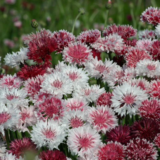 a close up of pink and white classic romantic flowers in a field