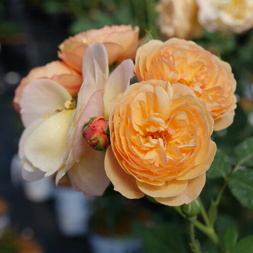 Flavorette® Honey Apricot Rose (PW)