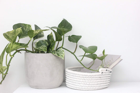 A round concrete indoor planter in a gray color, containing a green plant, placed next to a white basket on a white background.