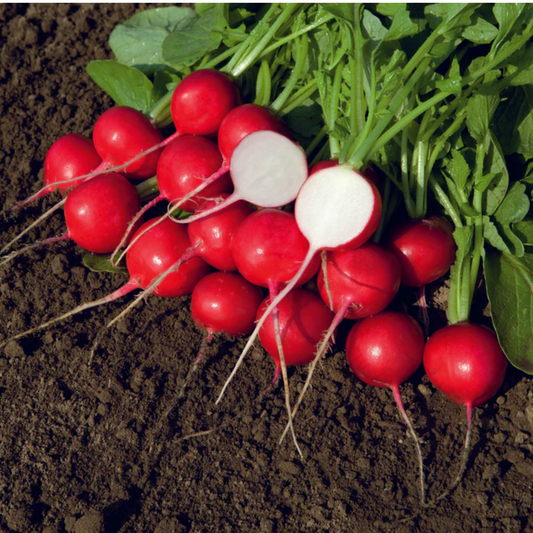 a pile of red rover radishes with green stems resting on soil