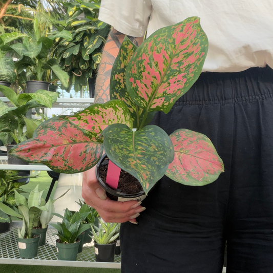 A person holding a potted ruby ray plant with variegated green and pink leaves in a greenhouse setting.