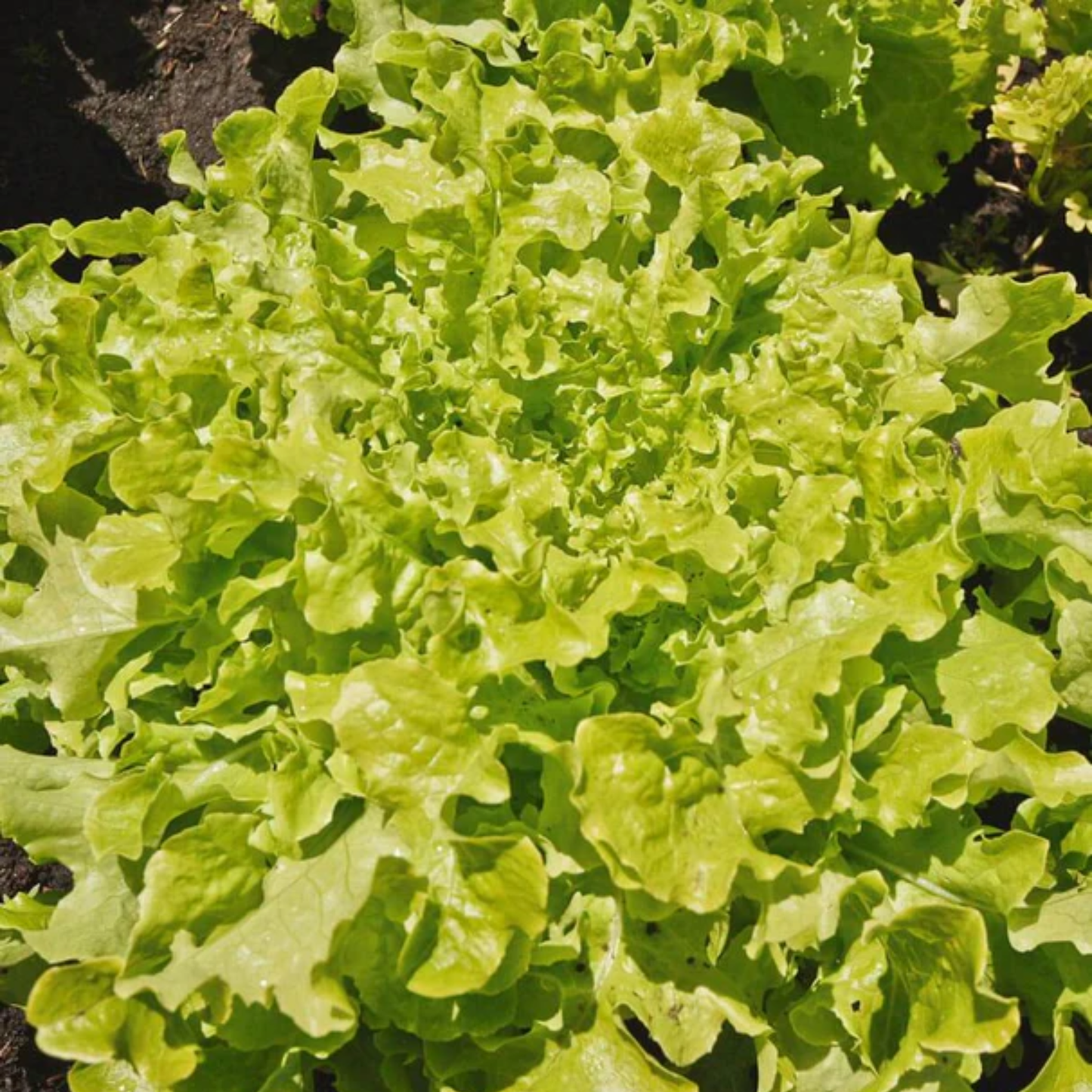 a close up of the bright green leaves of salad bowl lettuce
