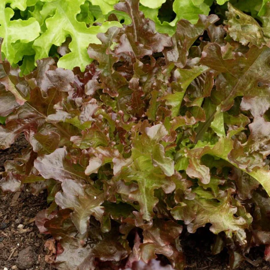 a close up of the red and green rippled leaves of a salad bowl red lettuce plant