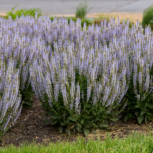 Perfect Profusion Salvia (PW)