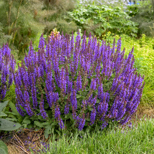 Violet Profusion Salvia (PW)