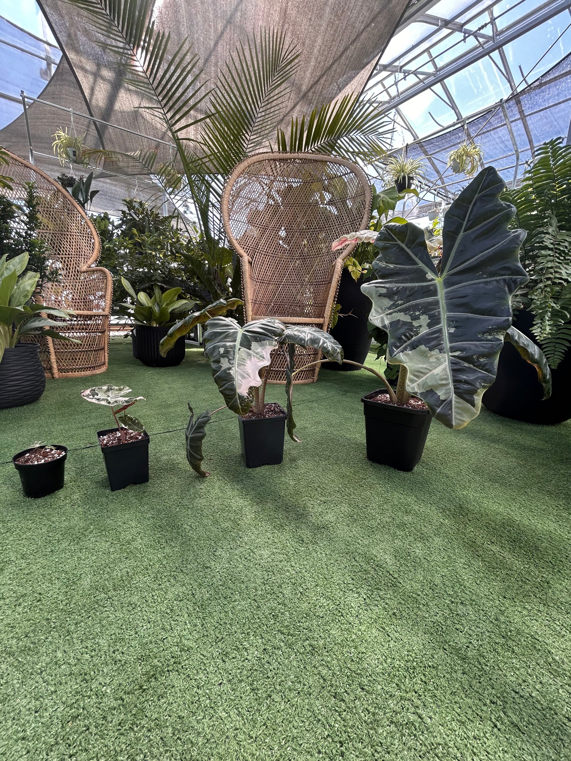 sanderiana pseudo pink plants of all different sizes in greenhouse setting