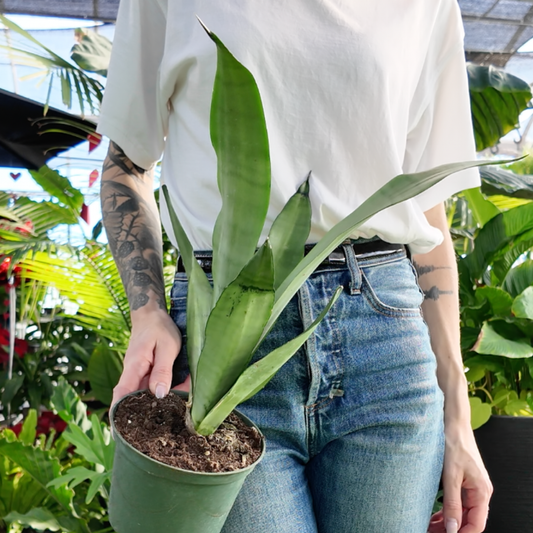 a person holding a potted sansevieria moonshine plant in a greenhouse setting