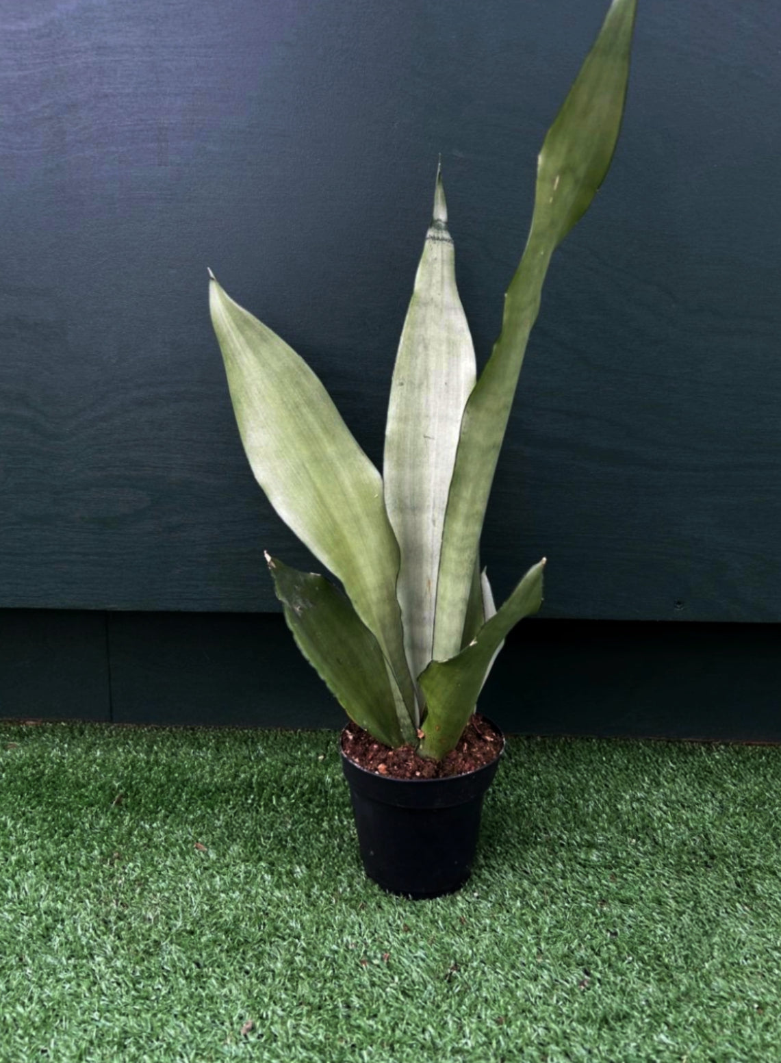 A potted Sansevieria Moonshine plant with broad, silvery-green leaves, placed on a green surface against a black background.