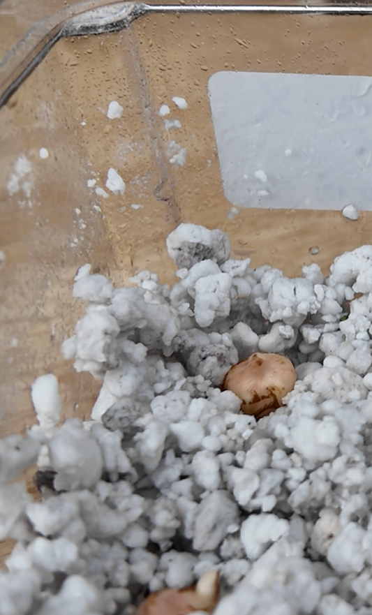 Close-up of a perlite and Sansevieria Sanderiana ‘Pseudo Pink’ Corms in a clear container