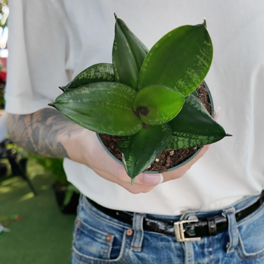 person holding a potted sansevieria trifasciata Whitney plant in a greenhouse setting