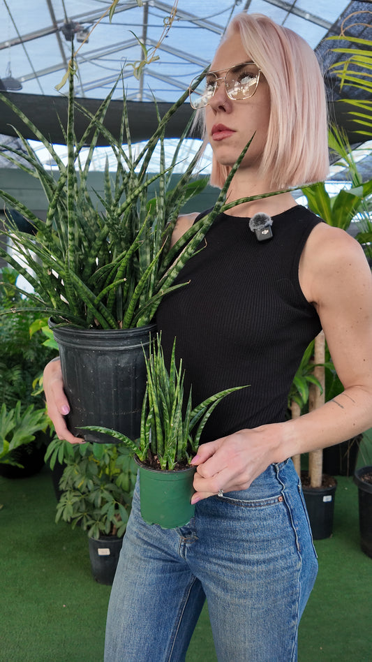 woman holding two potted snake plants in a greenhouse setting