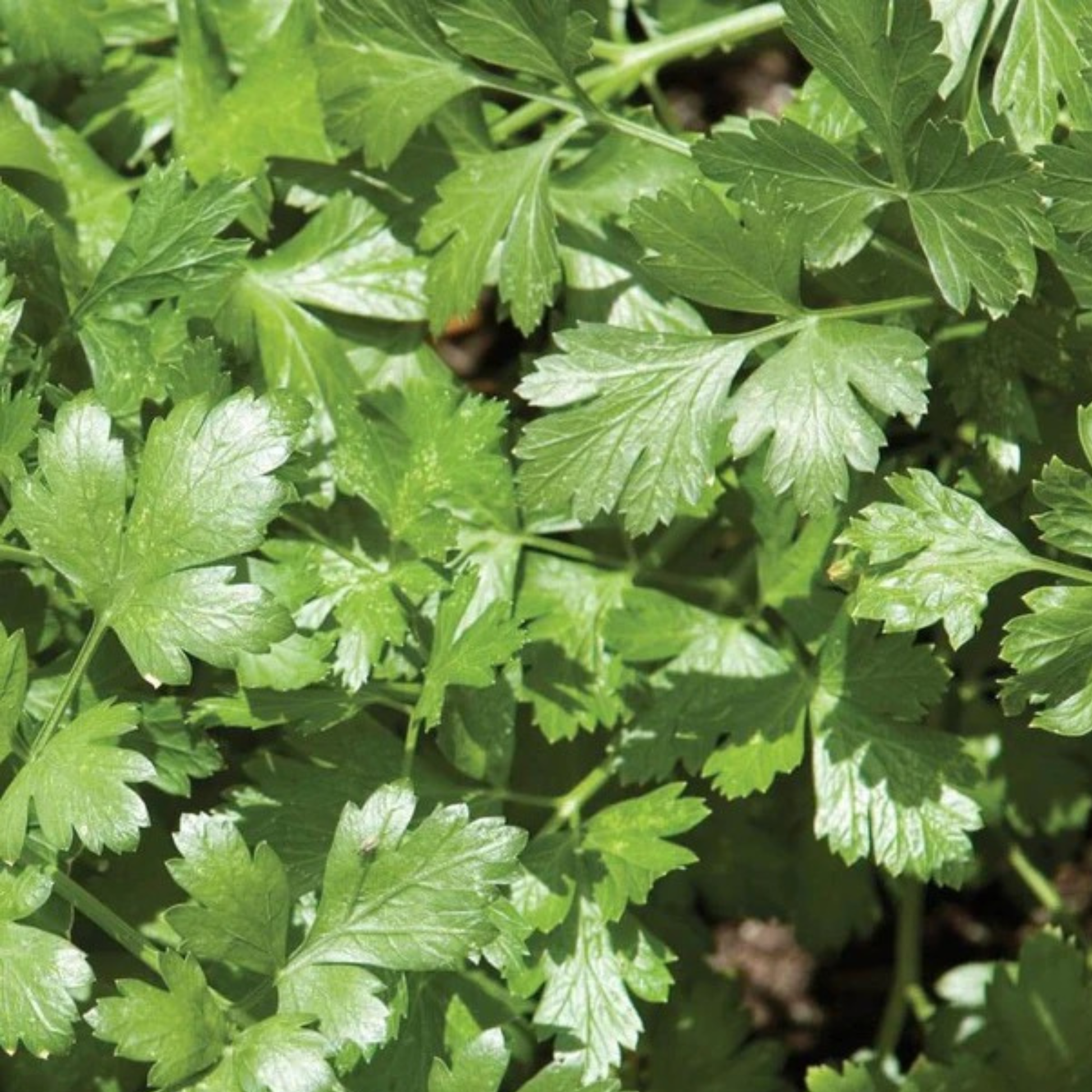 a close up picture of Santo cilantro green leaves