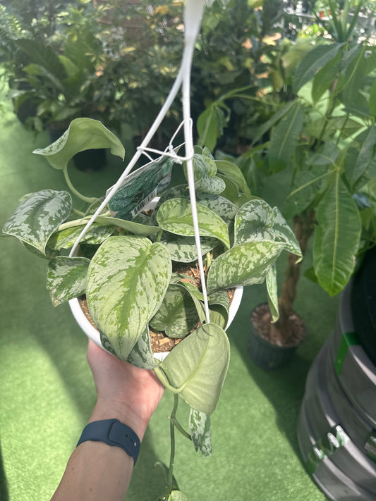 Person holding a potted satin pothos plant on a green surface with a blurred background