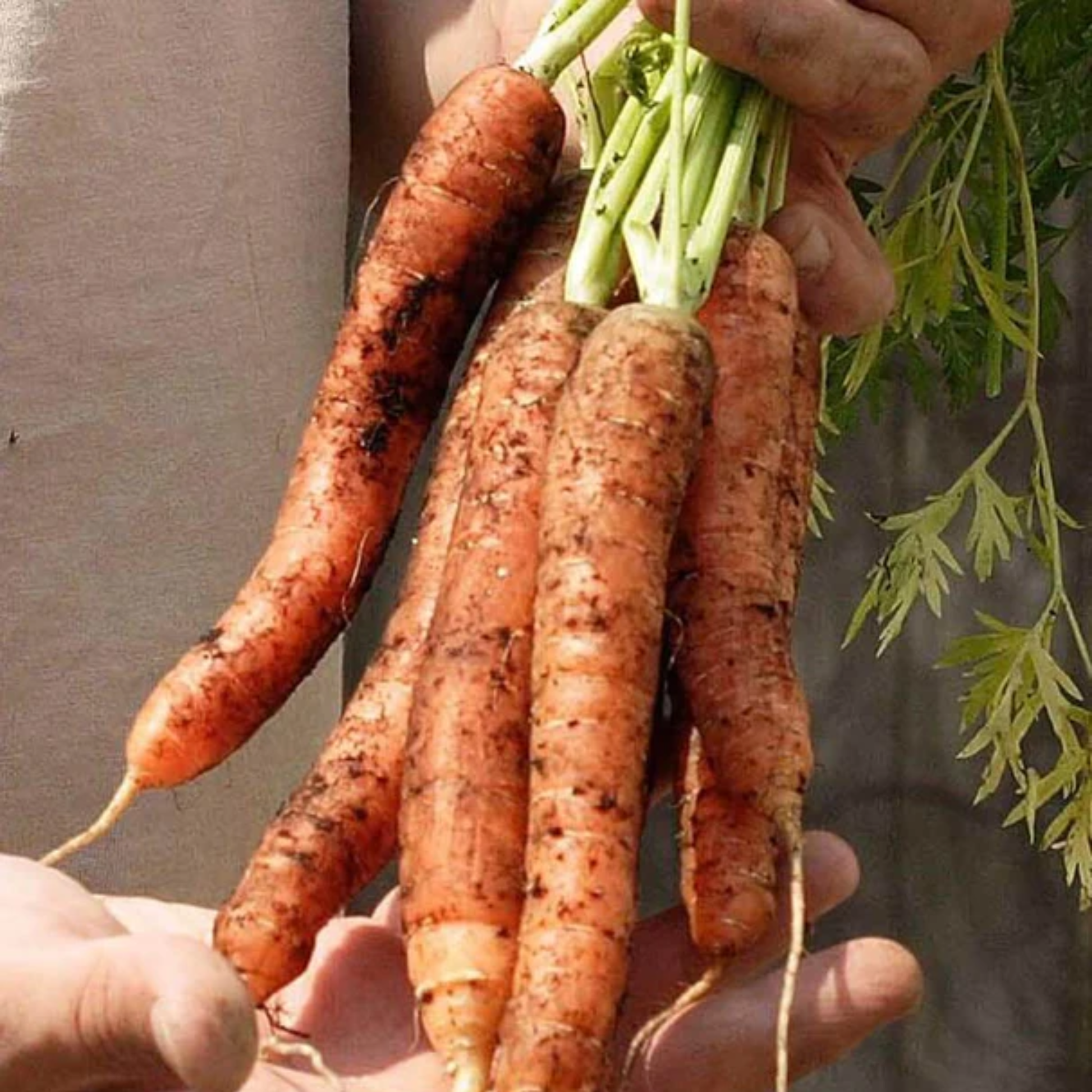 hands holding a bunch of bright orange Scarlet Nantes carrots with green stems