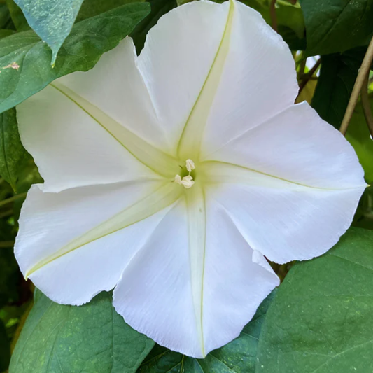 a large White scented moonflower flower with green leaves in the background