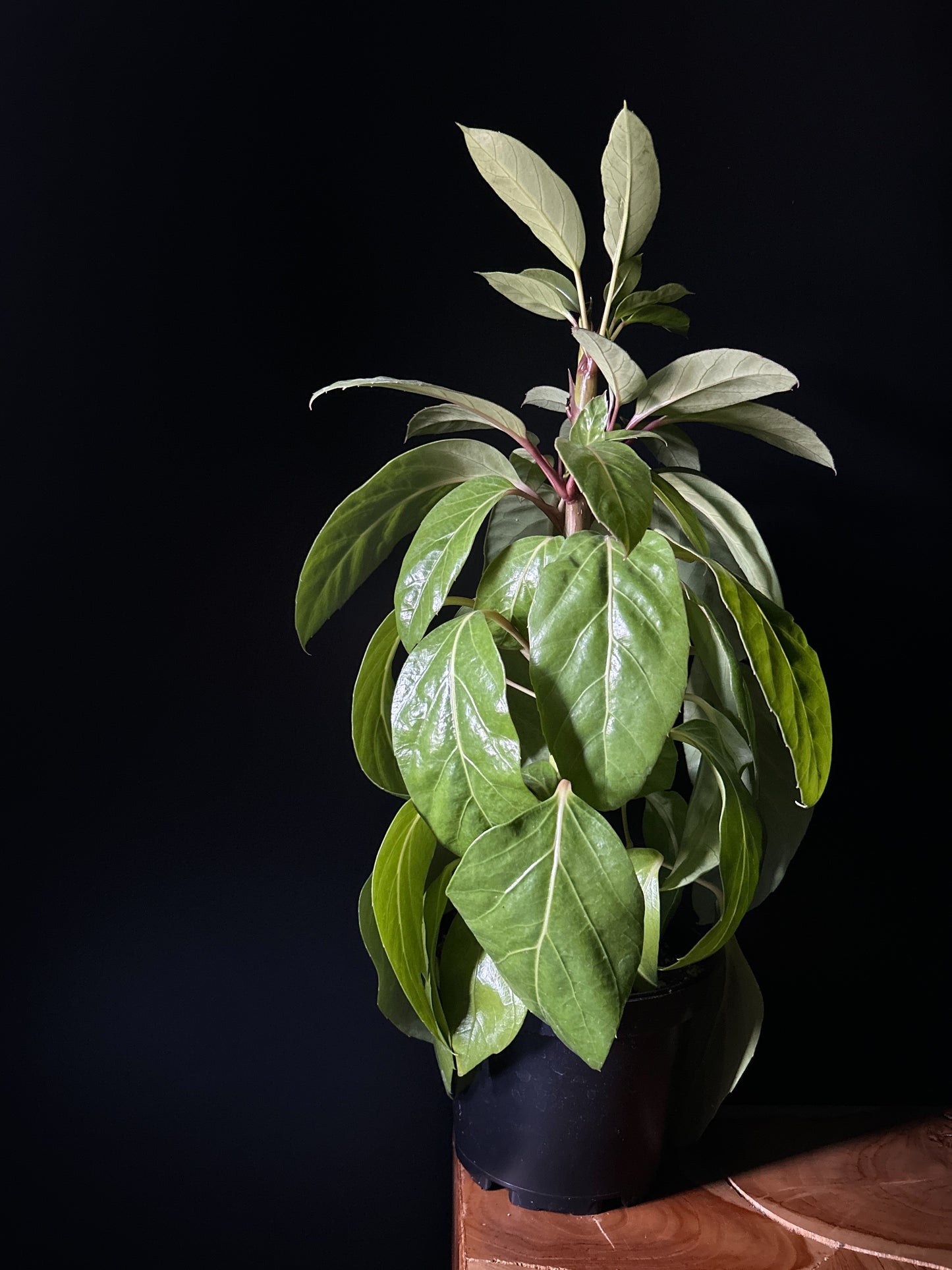 A Schefflera 'Alpine' houseplant with glossy green leaves, potted in a black container, placed against a black background on a wooden surface.