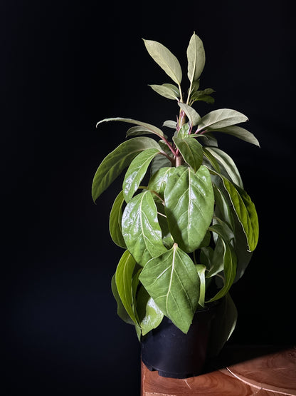 A Schefflera 'Alpine' houseplant with glossy green leaves, potted in a black container, placed against a black background on a wooden surface.