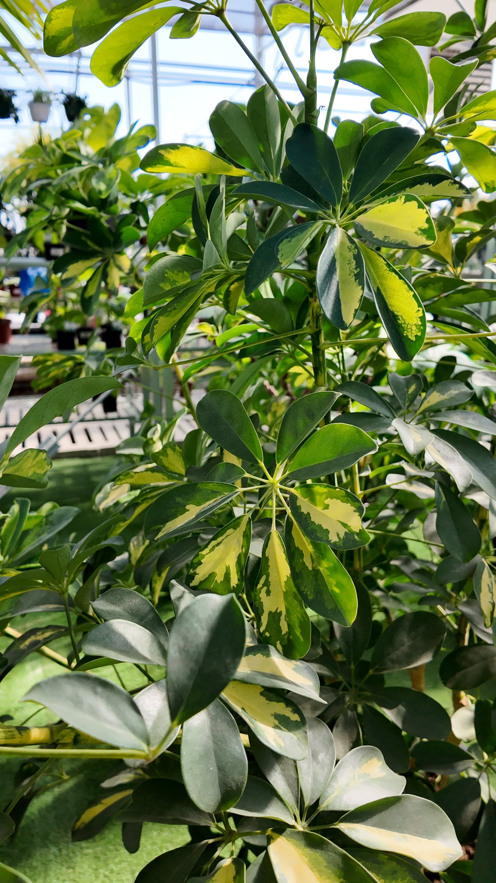 schefflera arboricola capella Schefflera Capella Bush
