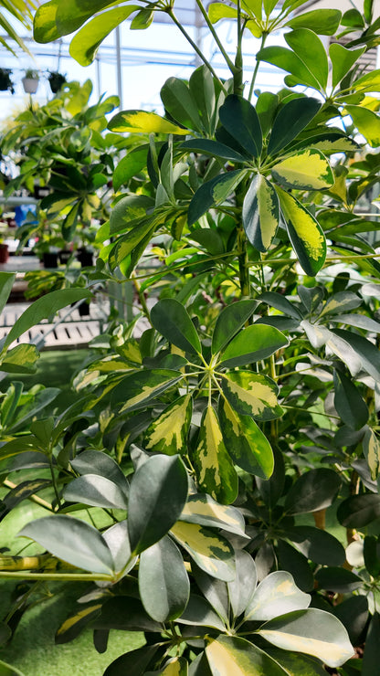 schefflera arboricola bush Schefflera Capella Bush