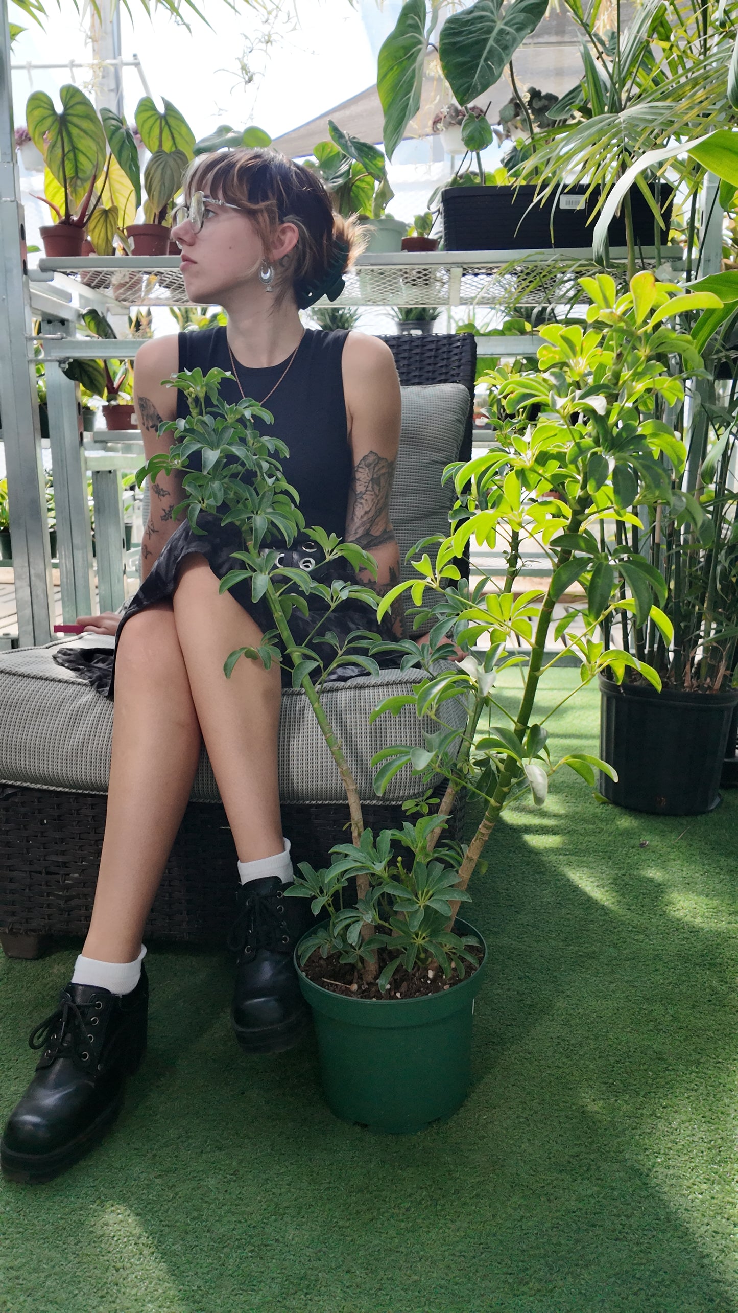 Person sitting on a chair with a Schefflera ‘Hawaiian Bush plant on the ground in a greenhouse setting