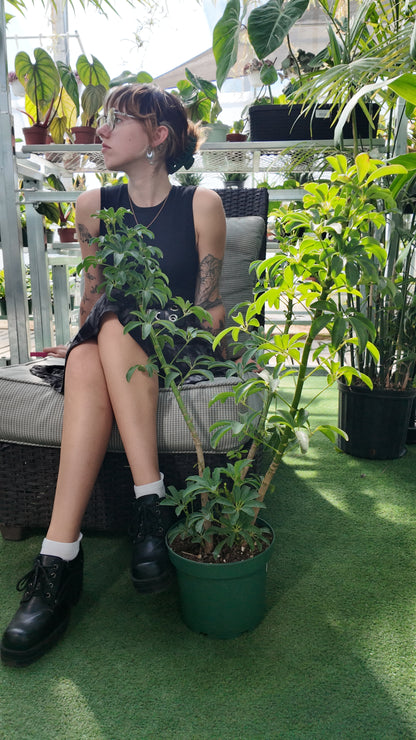 Person sitting on a chair with a Schefflera ‘Hawaiian Bush plant on the ground in a greenhouse setting