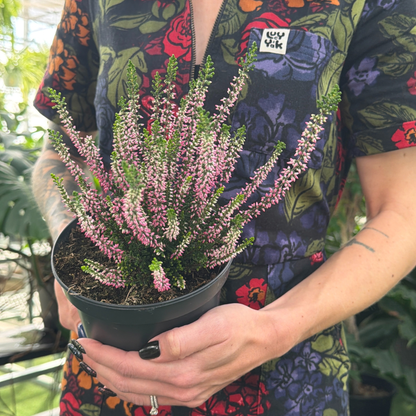 a person in a floral colourful jumpsuit holding a potted scotch heater plant with pink budding flower buds in a greenhouse setting