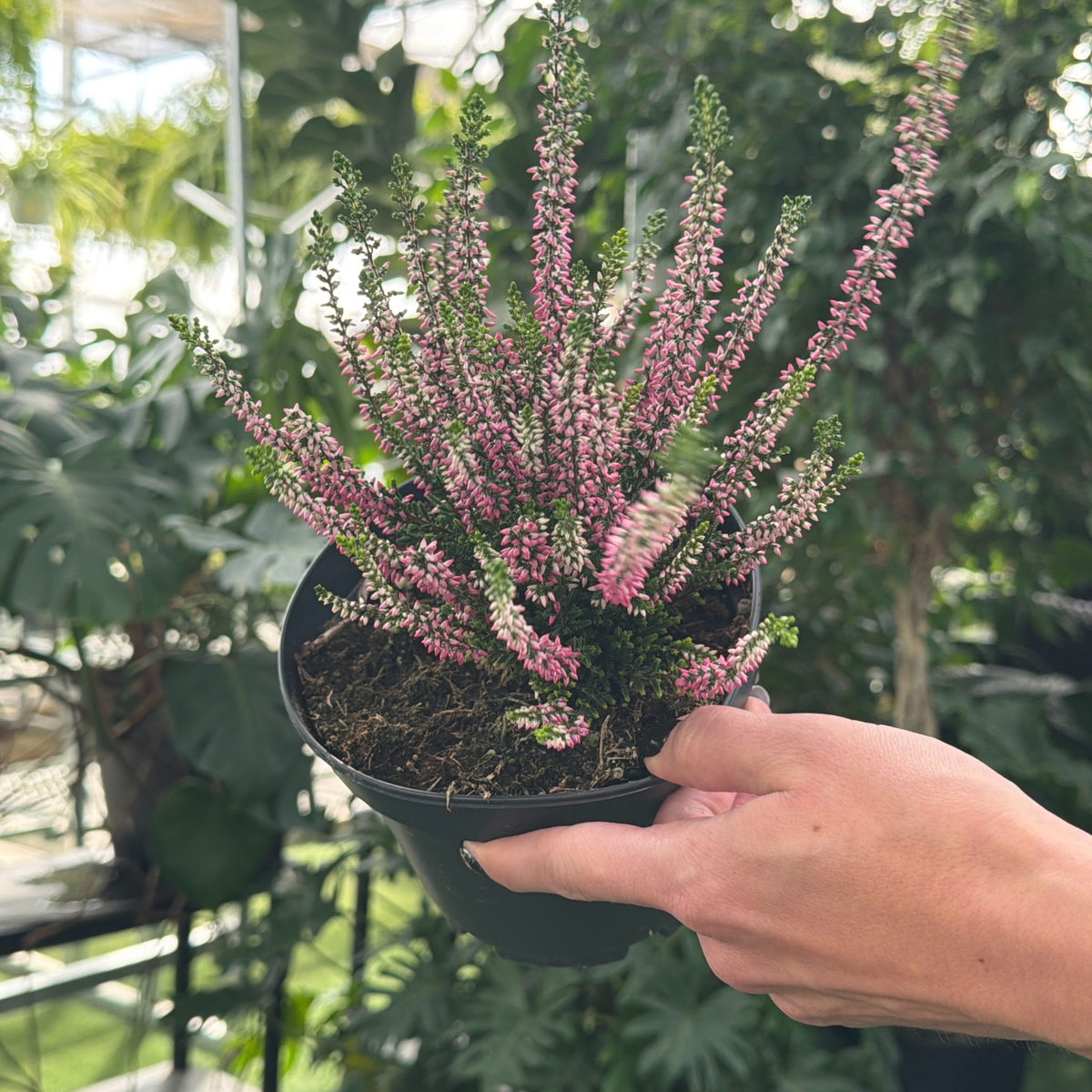 a hand holding a potted scotch heather plant with pink flower buds in a greenhouse setting