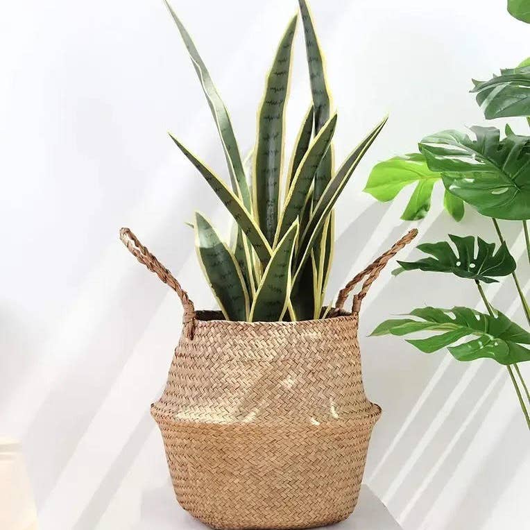 a woven seagrass basket planter holding a green snake plant against a white wall
