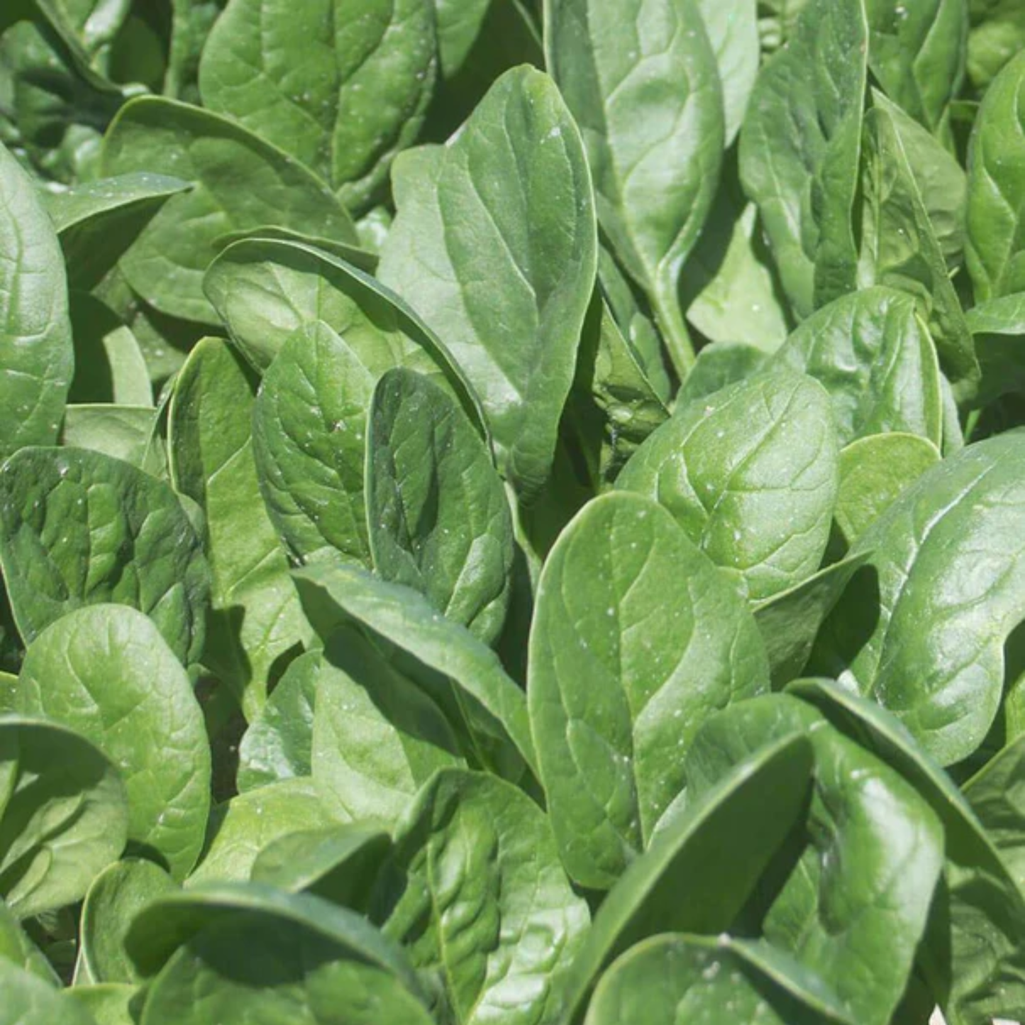 a close up of many green leaves of seaside spinach