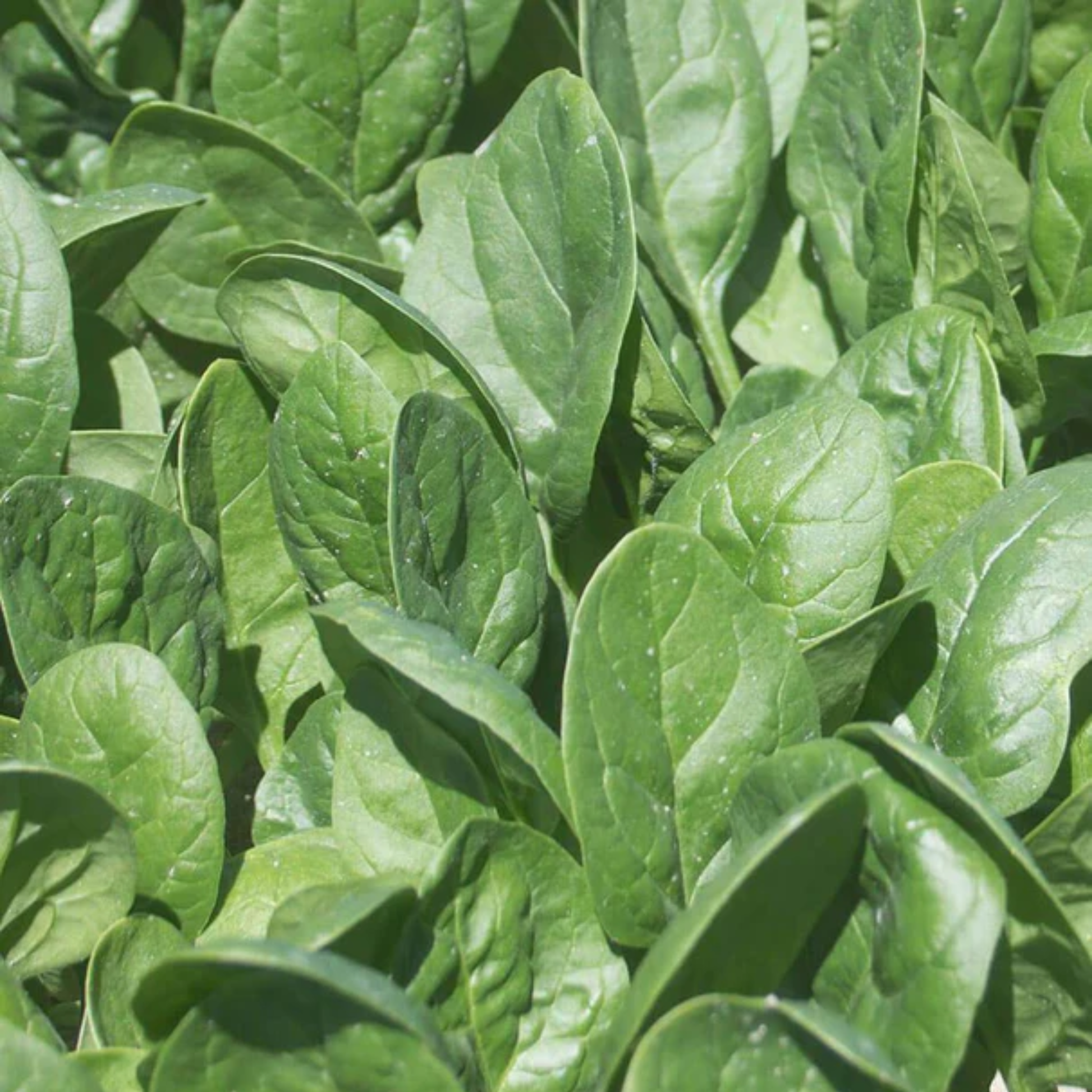 a close up of many green leaves of seaside spinach