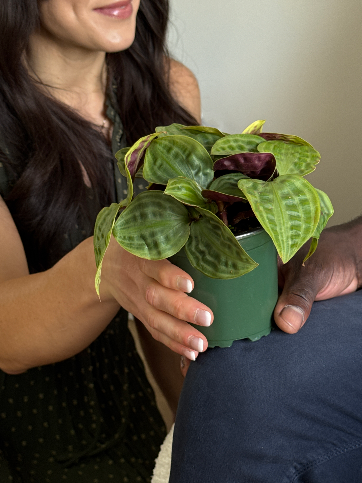 two people holding a Seersucker plant with green textured leaves with purple backs against with wall