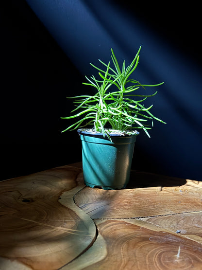 a potted senecio himalaya plant resting on a wooden surface