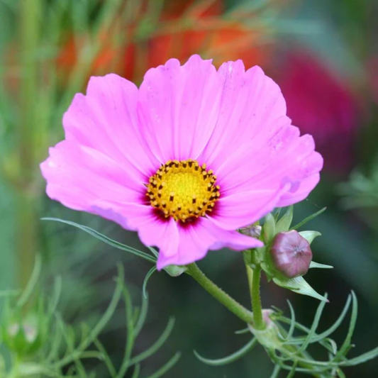 a close up of a bright pink sensation cosmo with a yellow centre