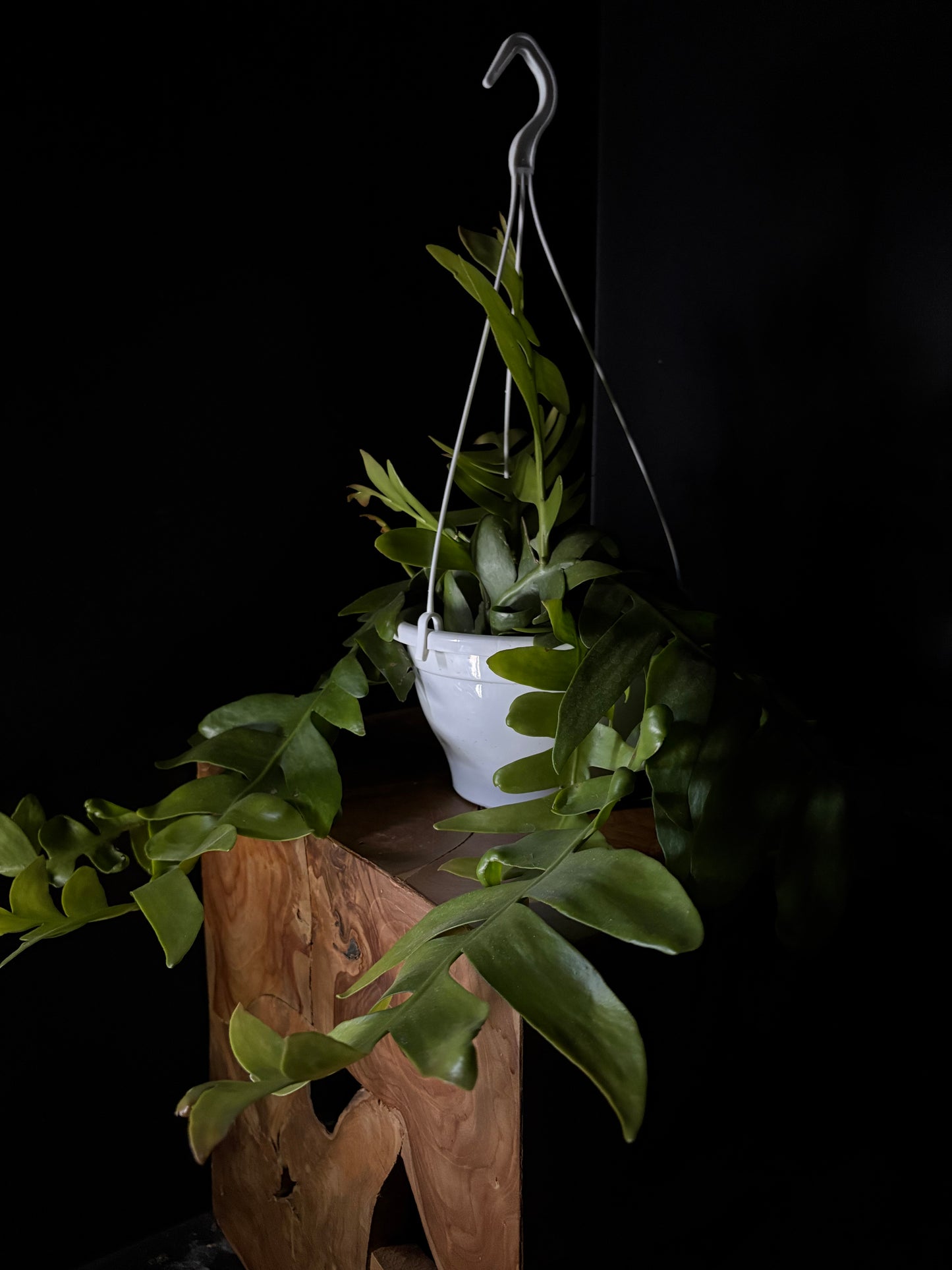 shark tooth cactus in a hanging pot resting on wooden surface with dark background