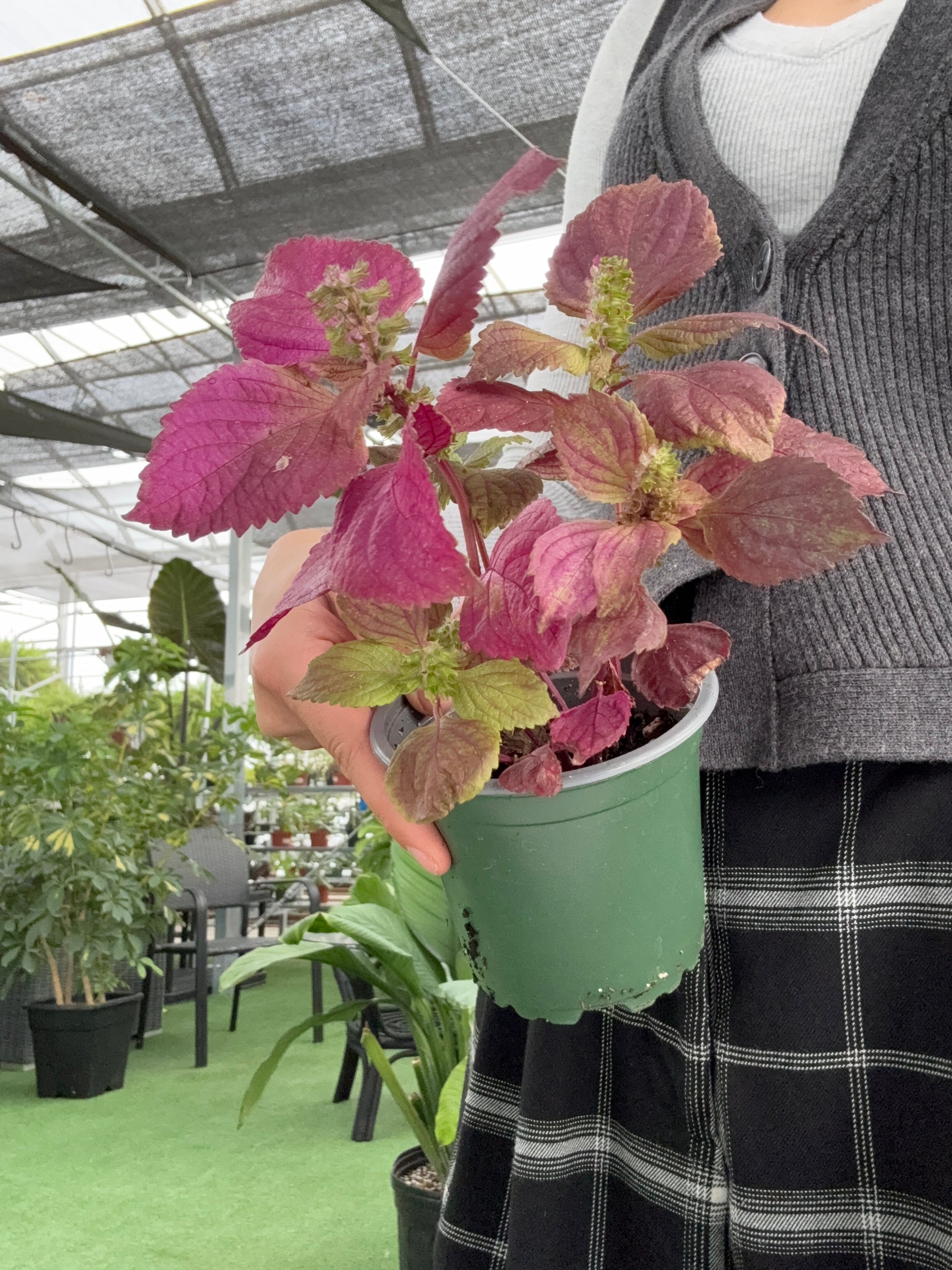 Hand holding a small potted shiso plant
with purple and green leaves in an indoor setting.